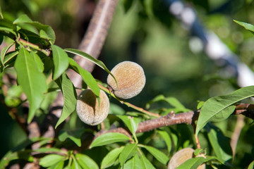 Small peaches on a tree branch on sunny summer day.