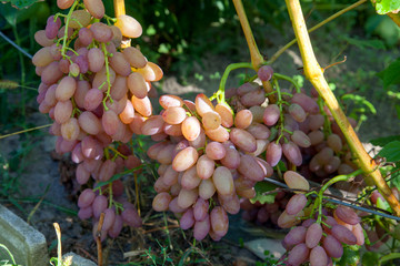 Bunch of pink grapes with big berries in the garden.
