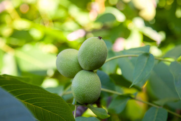 Walnut tree with fruit close up photo. Several walnuts on branch.