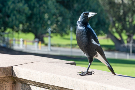 Australian Magpie, Adelaide Parklands, Very Aggressive Bird Swooping In Spring.