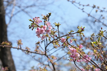 早春の桜