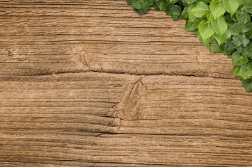 Wood planks covered by green leaves. Green ivy leaves climbing on wooden fence. Natural background texture.