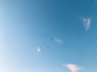 flock of birds flying in blue sky