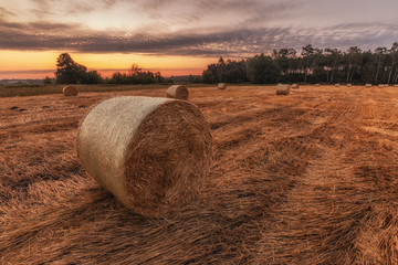 Ściernisko © R.Jaszczynski