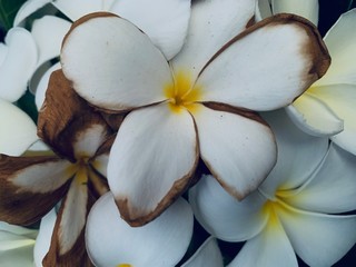 Plakat white frangipani flower on a background