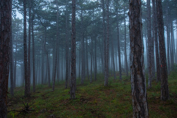Fototapeta na wymiar misty green forest