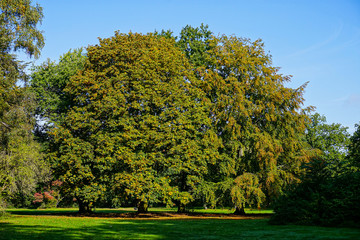 green trees in a park