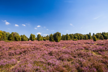 Fototapeta premium Landscape with flowering heather (Calluna vulgaris) nature reserve Lueneburg Heath, Lower Saxony, Germany, Europe