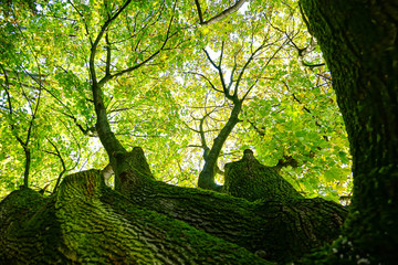 Fototapeta premium tree crown