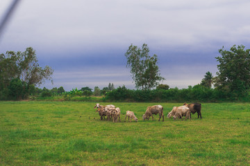 cows in a field