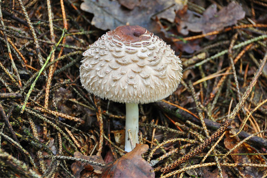 Parasol mushroom edible