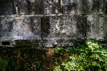The green plants on old wall cement