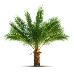 Rolgordijnen Palm tree © lotus_studio