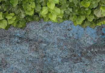 Old painted concrete wall creeper vines, ivy. Vintage panoramic banner background.
