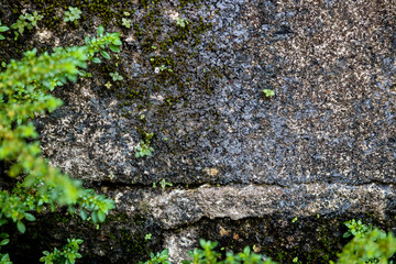The green plants on old wall cement