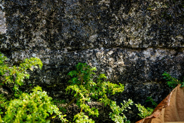 The green plants on old wall cement