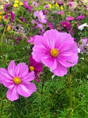 duo de fleurs mauves
