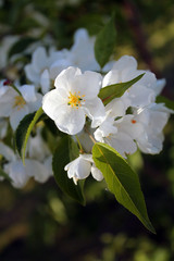 Blooming white flowers on defocused background