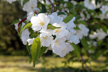 Blooming white flowers on defocused background