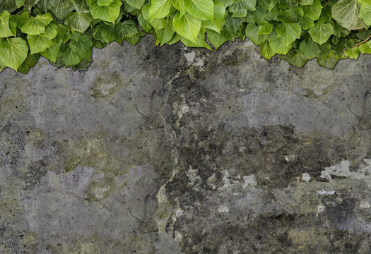 Old painted concrete wall creeper vines, ivy. Vintage panoramic banner background. © hary_cz