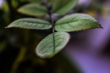 Fototapeta premium rose leaves close up