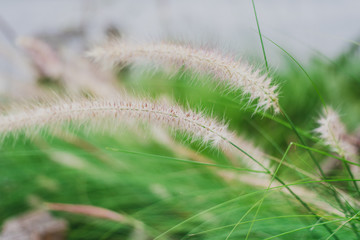 close up of grass on a background