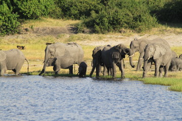 Obraz premium Eléphants au bord de l'eau