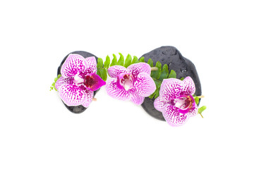 Spa concept. Pink orchid flowers, green leaves and wet zen massage stones isolated on white background