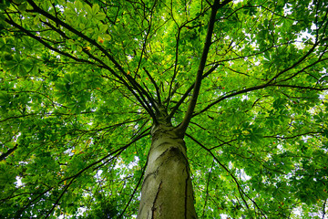 tree crown