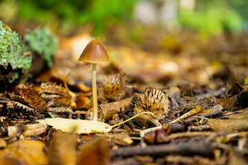 mushrooms in the forest