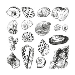 Illustration of hand drawn seashells isolated on white