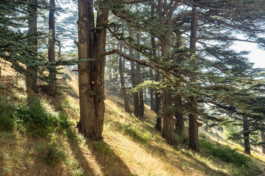 Cedar trees, Bsharri, Lebanon
