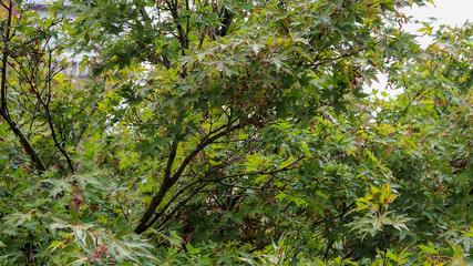 green leaves texture background