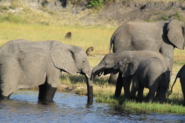 Fototapeta premium Eléphants au bord de l'eau