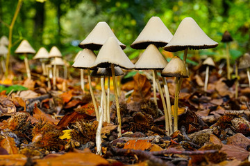 mushrooms in the forest
