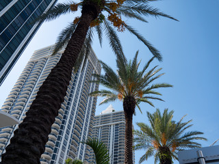 Fototapeta na wymiar Miami South Beach - Palmen und Gebäude