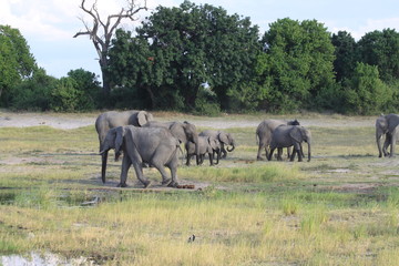 Fototapeta premium Eléphants au bord de l'eau