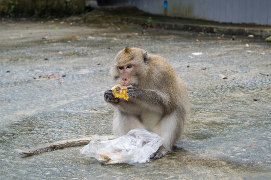 Monkey eats pineapple 
