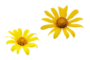 yellow flower on a white background