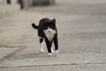 歩く猫　真鍋島