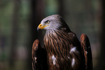 portrait of an eagle