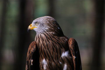 portrait of an eagle