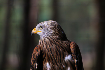 portrait of an eagle