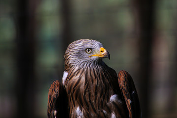 portrait of an eagle