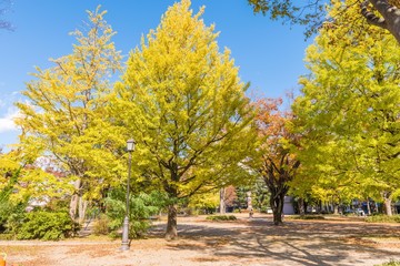 Naklejka premium 杜の都仙台の秋