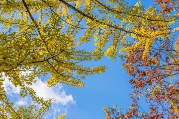 杜の都仙台の秋
