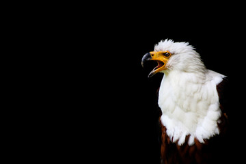 portrait of an eagle