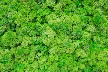 Texture of green eco-friendly moss closeup.