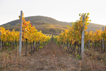 Beautiful landscape of Vineyards in Tuscany. Chianti region in summer season. Italy.