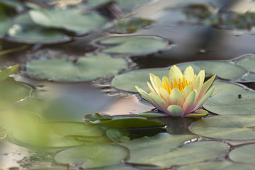 Waterlily in pond